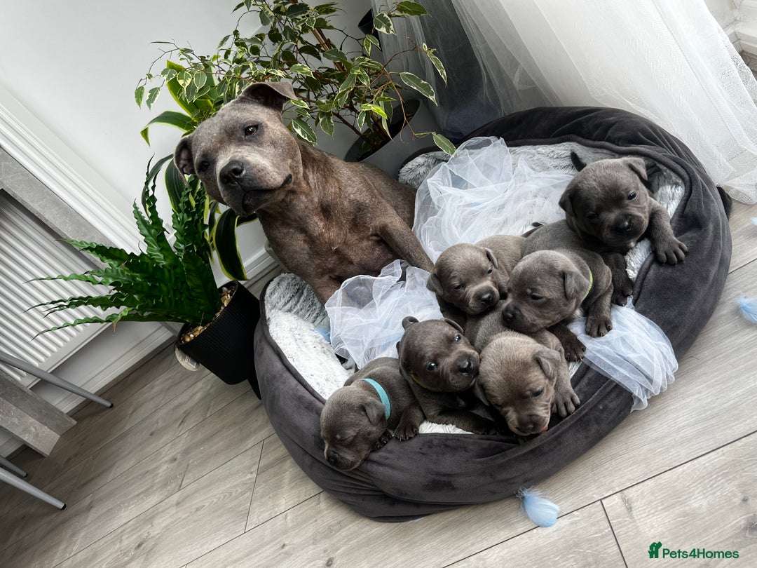 Staffordshire Bull Terrier dogs for sale: 🔷 Pharaon Champion Line Pups 🔷 in Wolverhampton - Image 4