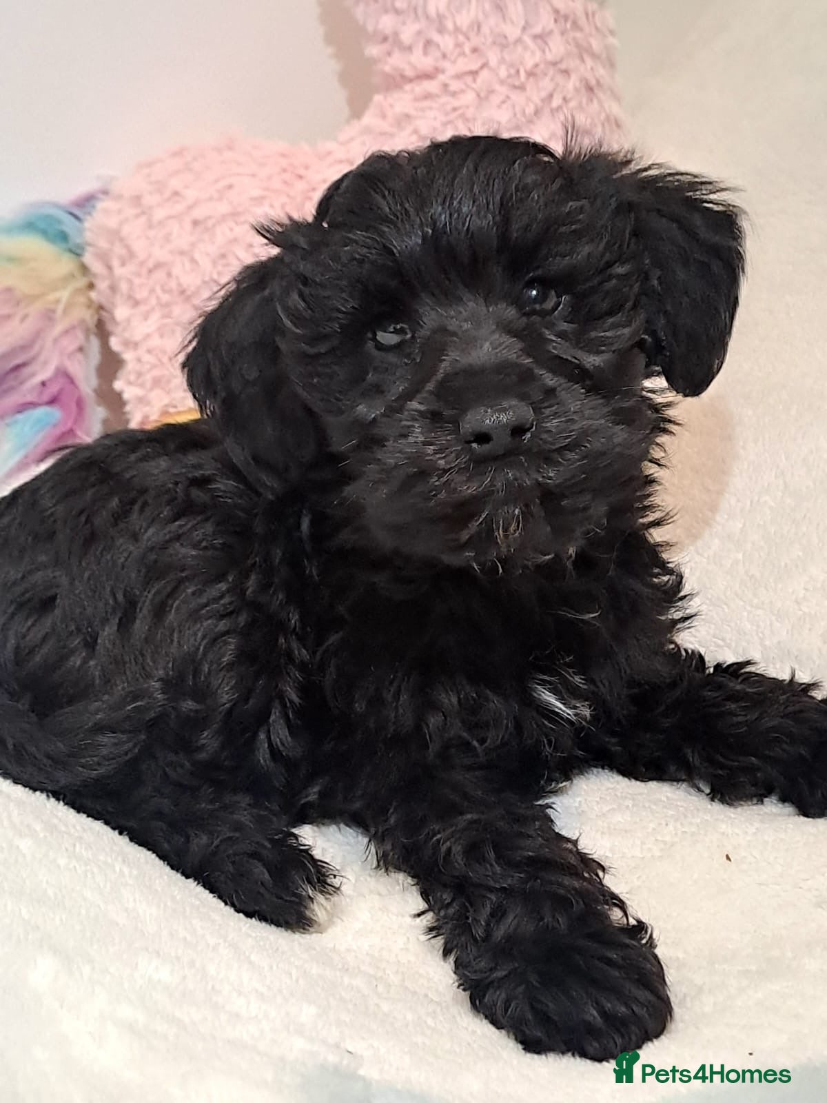 Schnoodle dogs ***READY NOW***Schnoodle pups for sale.  - Advert 2