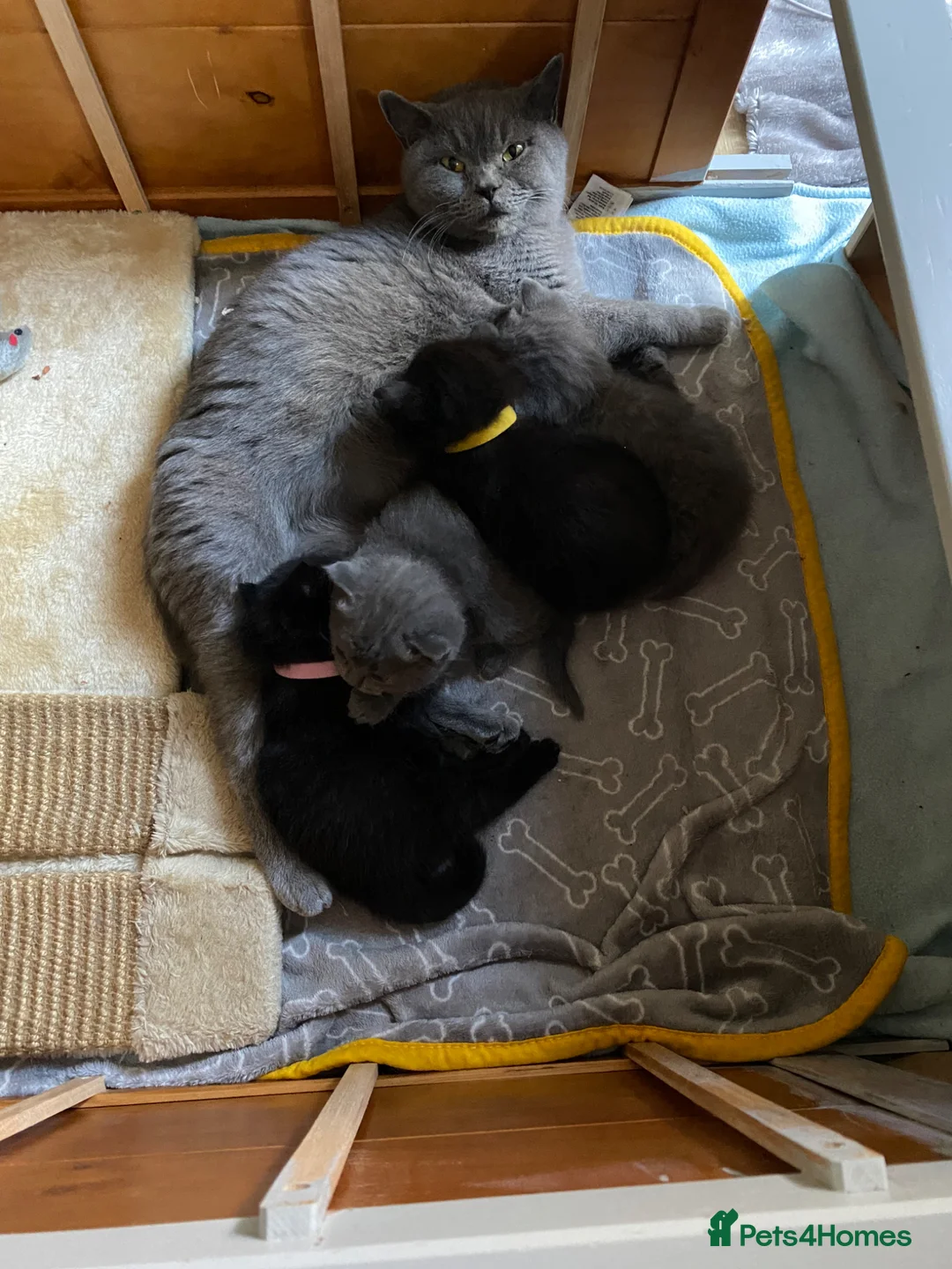British Shorthair cats for sale: British shorthair mix with Ragdoll in Lincoln - Advert 1