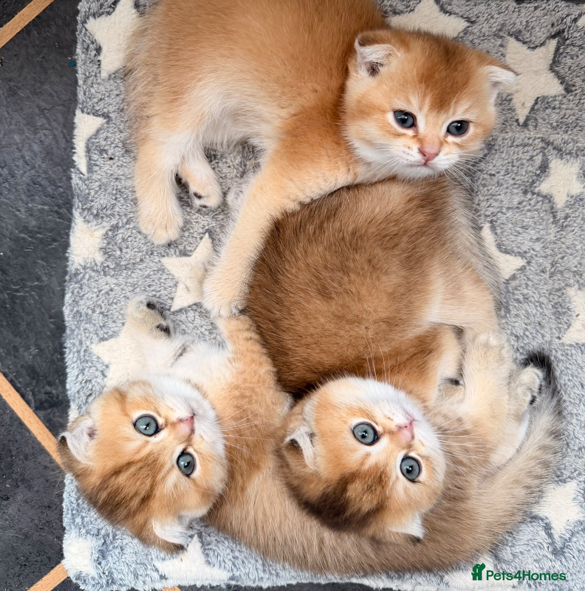 Scottish Fold cats Adorable Scottish Fold kittens ♥️ - Advert 1