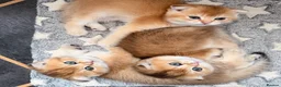 Scottish Fold cats for sale: Adorable Scottish Fold kittens ♥️ - Advert 1