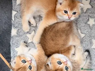 Scottish Fold cats Adorable Scottish Fold kittens ♥️ - Advert 2
