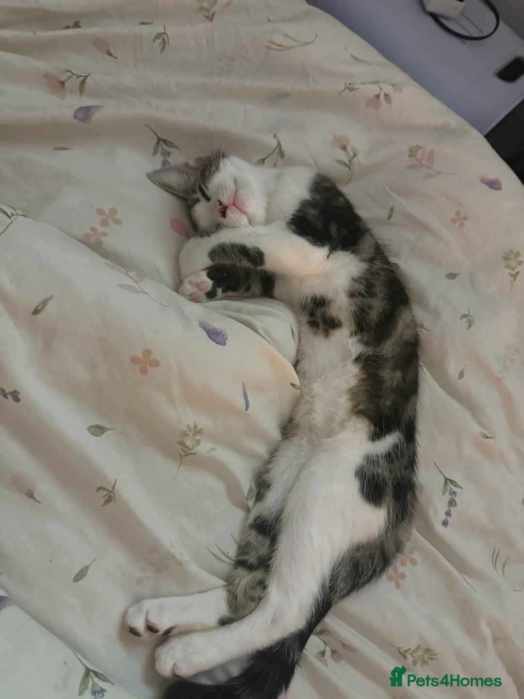 British Shorthair cats for sale: Having to sell our little baby due to moving  in Selby - Advert 5