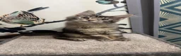 Maine Coon cats for sale: Russian lineage Maine coon kittens - Advert 3