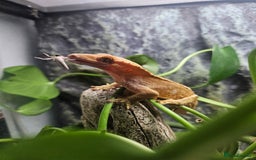 Gecko reptiles for sale: Crested Gecko + Vivarium Full set up  - Image 7