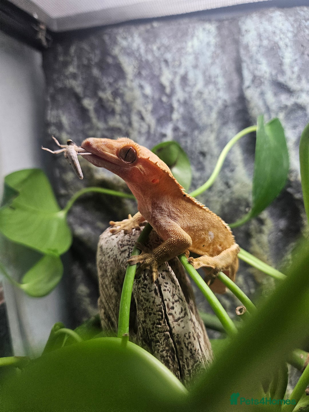 Gecko reptiles for sale: Crested Gecko + Vivarium Full set up  - Image 7