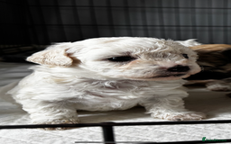 Shichon dogs for sale: 5 beautiful Shichon girls  - Image 39
