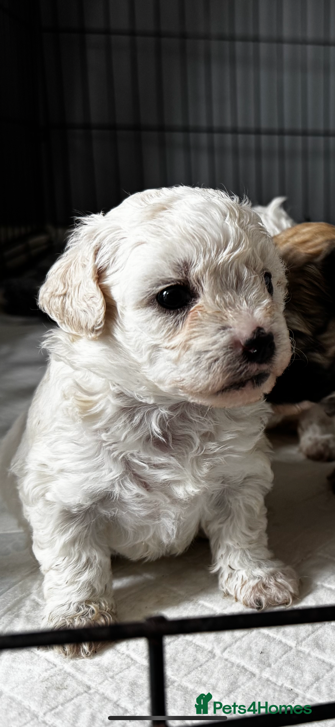 Shichon dogs for sale: 5 beautiful Shichon girls  - Image 39