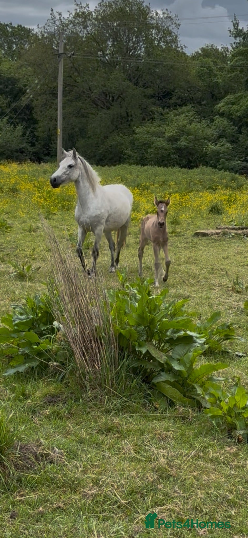 Connemara horses Dun Connemara filly  - Advert 1