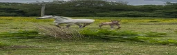 Connemara horses for sale: Dun Connemara filly  - Advert 1