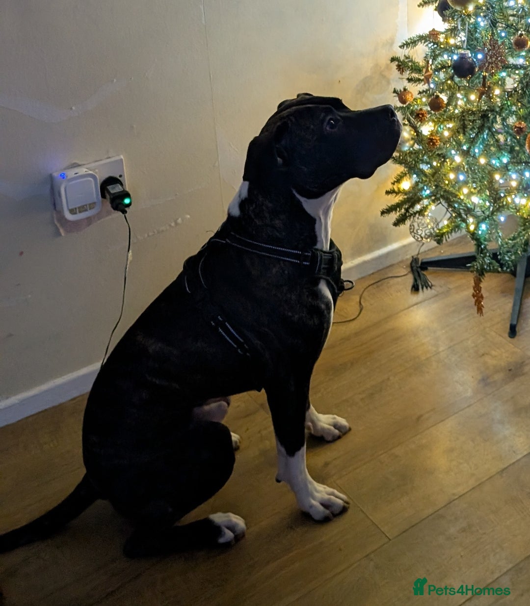 Mixed Breed dogs for sale: Rehoming needed for 19 month old boxer cross - Advert 1