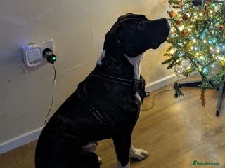 Mixed Breed dogs Rehoming needed for 19 month old boxer cross - Advert 12