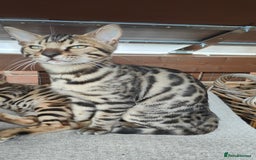 Bengal cats for sale: 1no. Female & 1no. Male Bengal Kittens available - Image 6