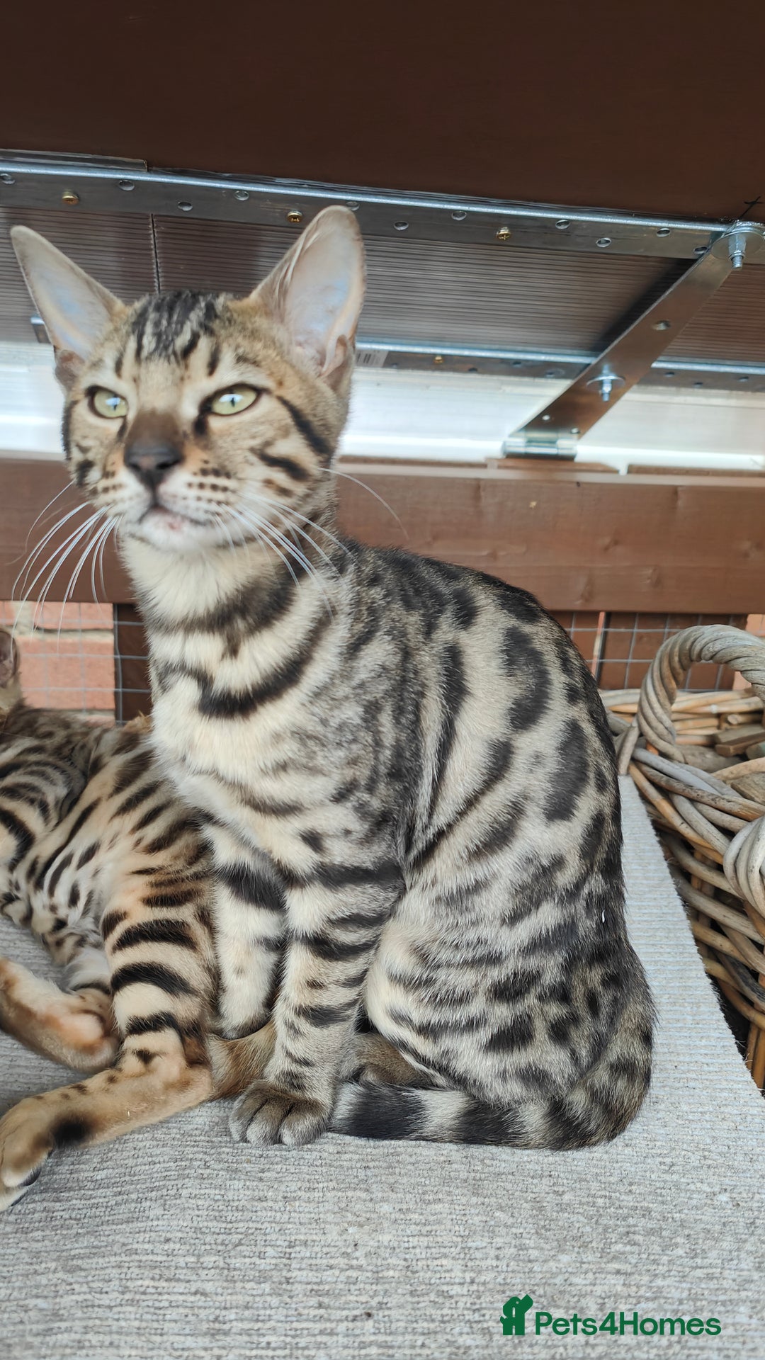Bengal cats for sale: 1no. Female & 1no. Male Bengal Kittens available - Image 6