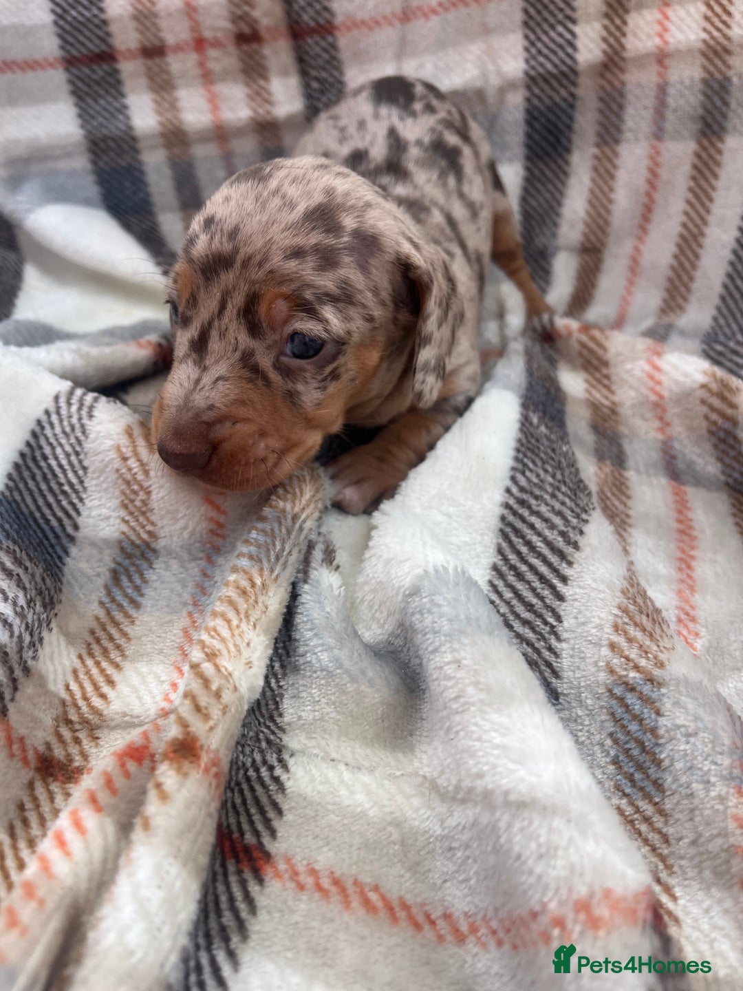 Miniature Dachshund dogs for sale: 5⭐️BREEDERS🏆KCREG🌸6GIRL💙1BOY🩺HEALTH TESTED🧬 - Image 7