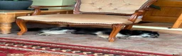 Mixed Breed dogs for adoption: RICKY - FOR ADOPTION  in Caernarfon - Advert 3