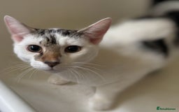Mixed Breed cats for adoption: 6 mths boys, loving & playful, vaccs, neut, chip.  - Image 2