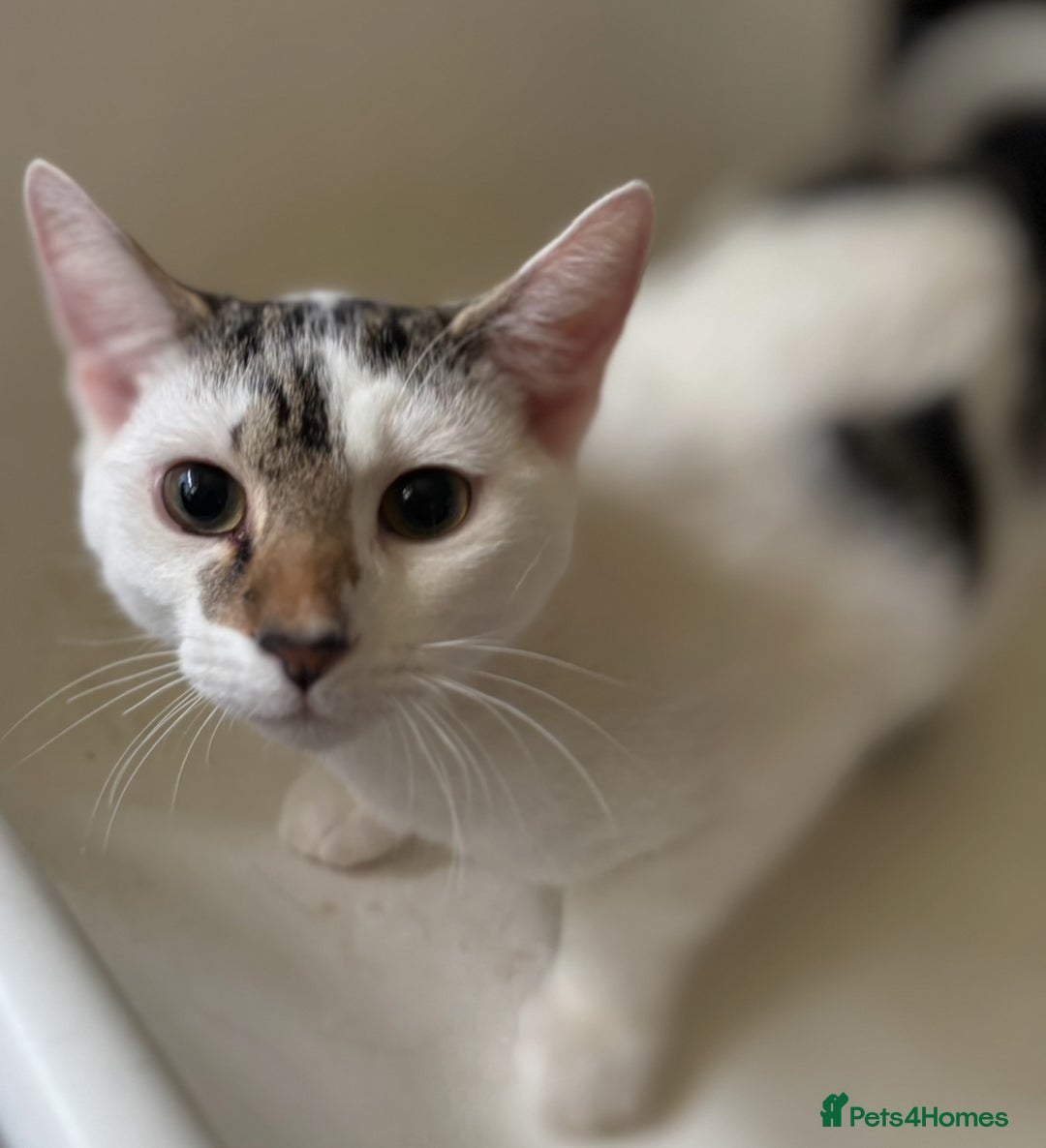 Mixed Breed cats for adoption: 6 mths boys, loving & playful, vaccs, neut, chip.  - Image 2