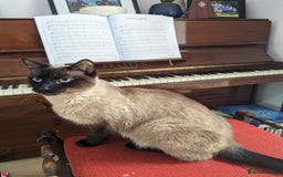 Siamese cats for sale: Beautiful, gentle 2 year old cat for rehoming  - Image 3