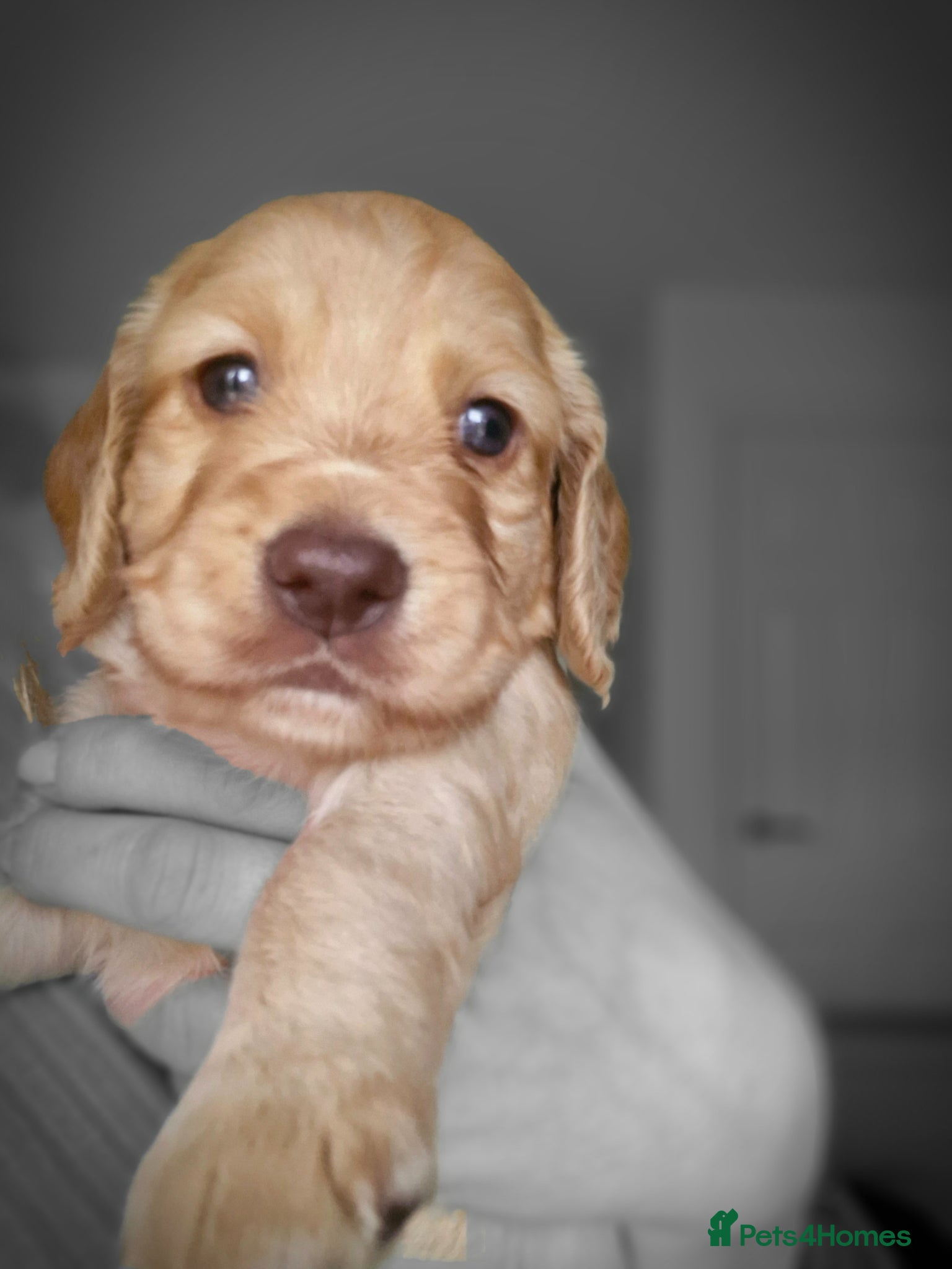 Cocker Spaniel dogs Gold female is available.KC Working Cocker Spaniel - Advert 1