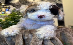 Cockapoo dogs for sale: Miniature Cockapoo Multi Generation  in Darwen - Image 8