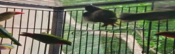 Parrots birds for sale: Talkative and Playful Parrot Available in Worcester - Advert 3