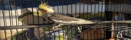 Cockatiels birds for sale: Pair of cockatiels- male and female  - Advert 6