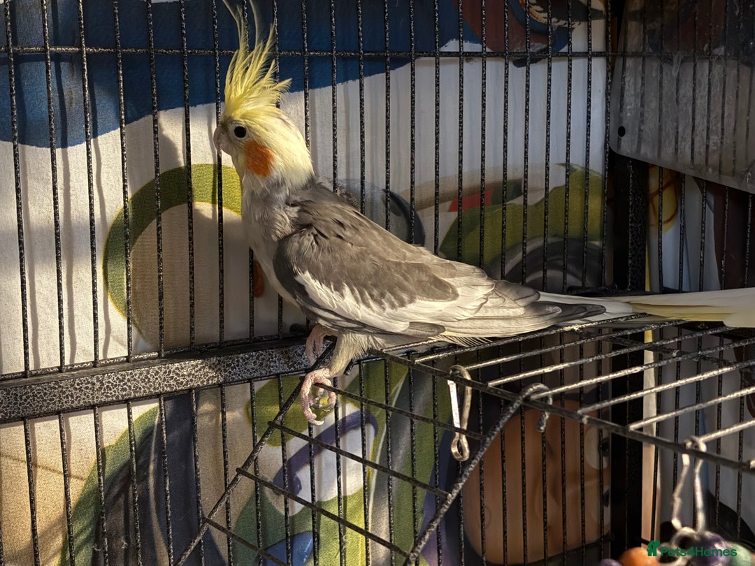 Cockatiels birds for sale: Pair of cockatiels- male and female  - Advert 6
