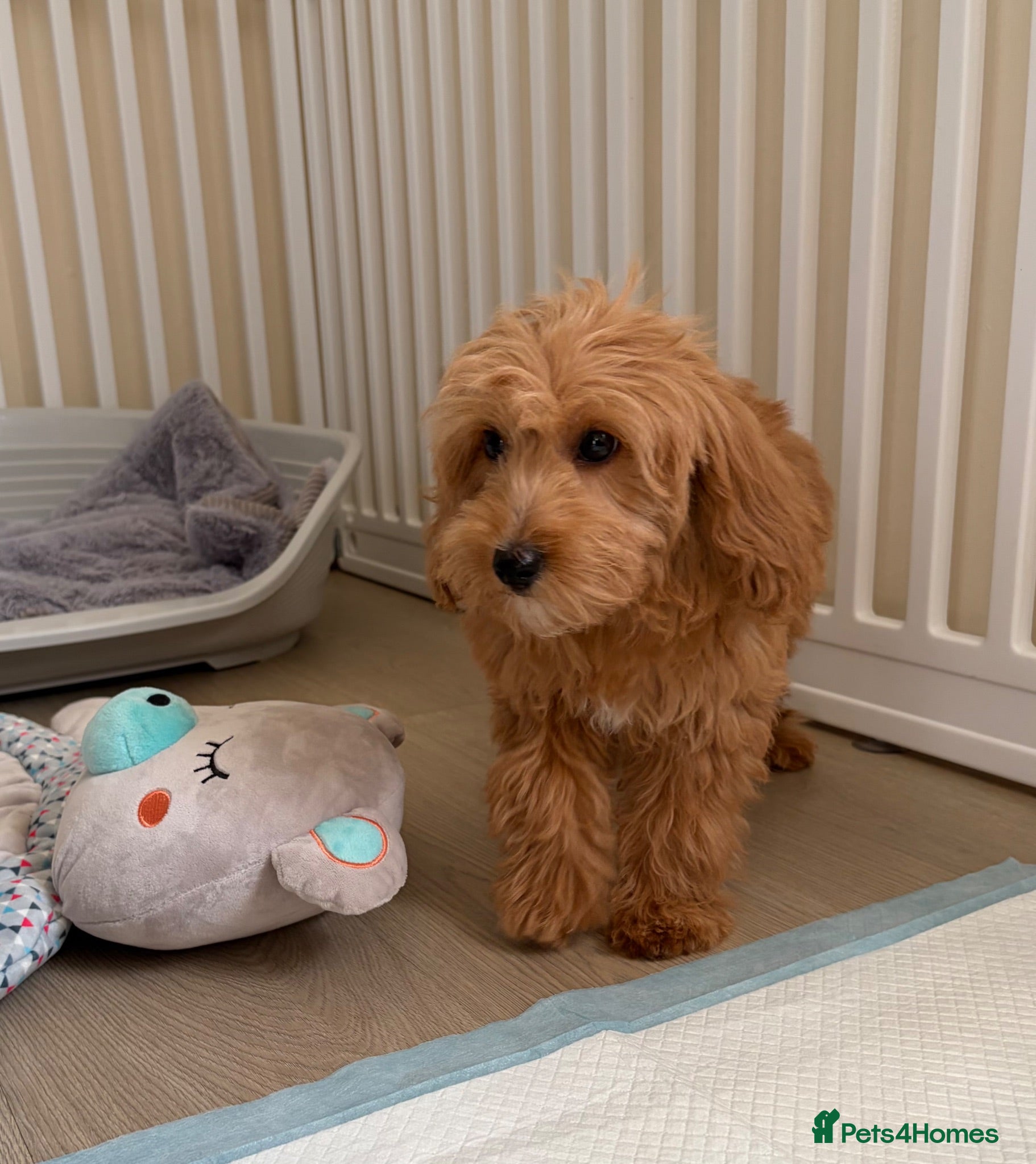 Cockapoo dogs Health tested cockapoo puppies  - Advert 2