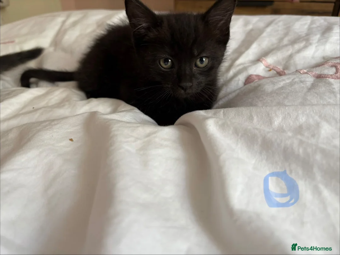 Mixed Breed cats for sale: Ragdoll available  - Advert 10