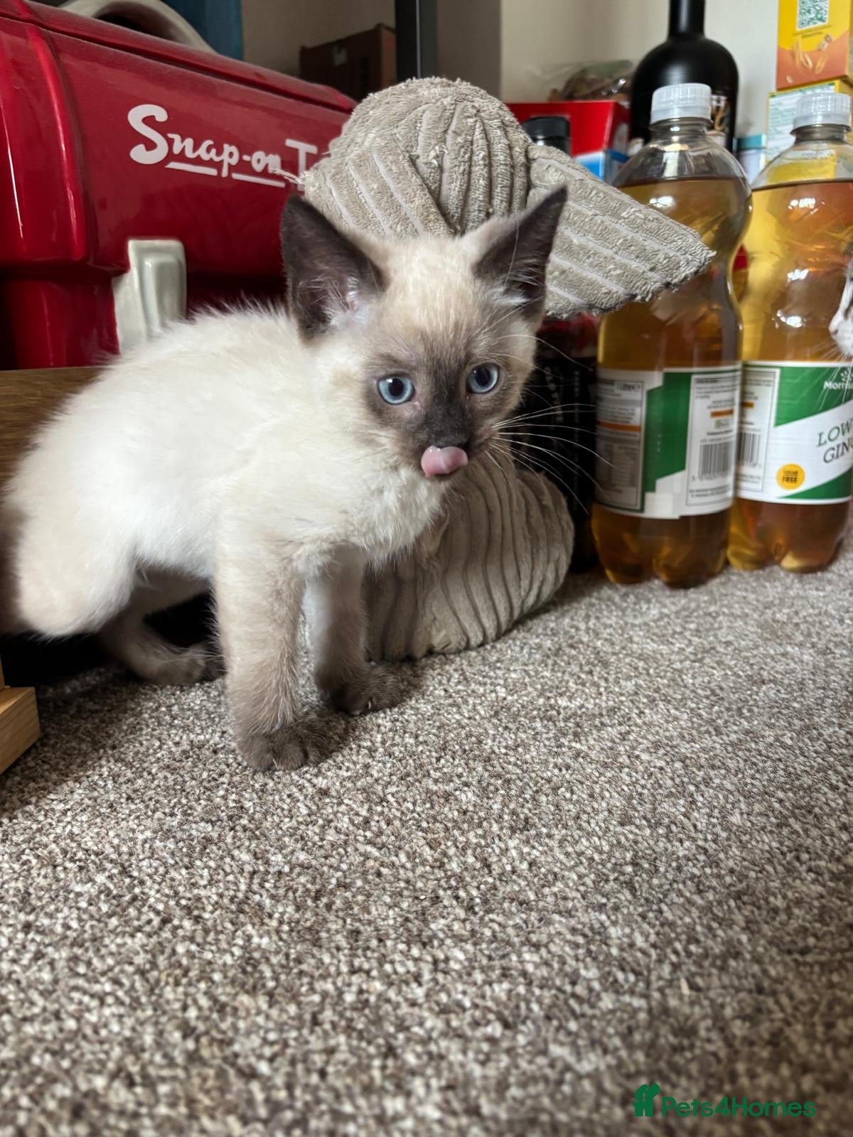 Mixed Breed cats Beautiful ragdoll cross kittens - Advert 2