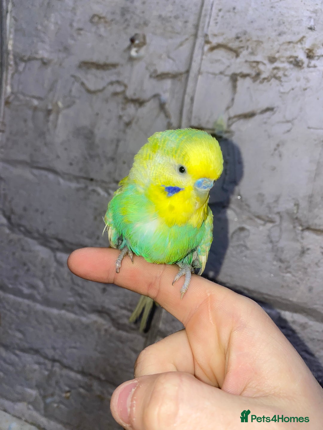 Budgerigars birds for sale: Young budgies for sale - Advert 1
