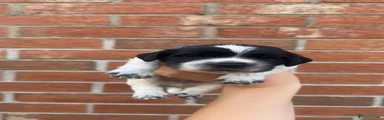 Sprocker 3