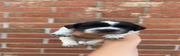 Sprocker dogs for sale: 7 beautiful sprocker spanials - Advert 22
