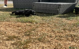 Springador dogs for sale: Springdor puppies  - Image 10