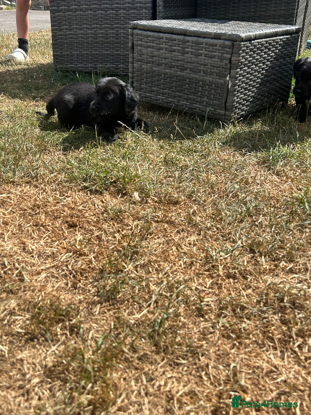 Springador dogs for sale: Springdor puppies  - Image 10