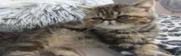 Exotic cats for sale: Gorgeous Exotic kittens - Advert 12