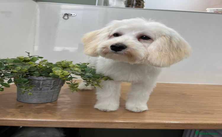 Shihpoo dogs - Advert 1