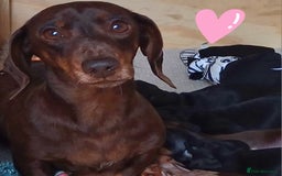 Miniature Dachshund dogs for sale: MINIATURE DACHSHUND PUPPIES PRA CLEAR - Image 9