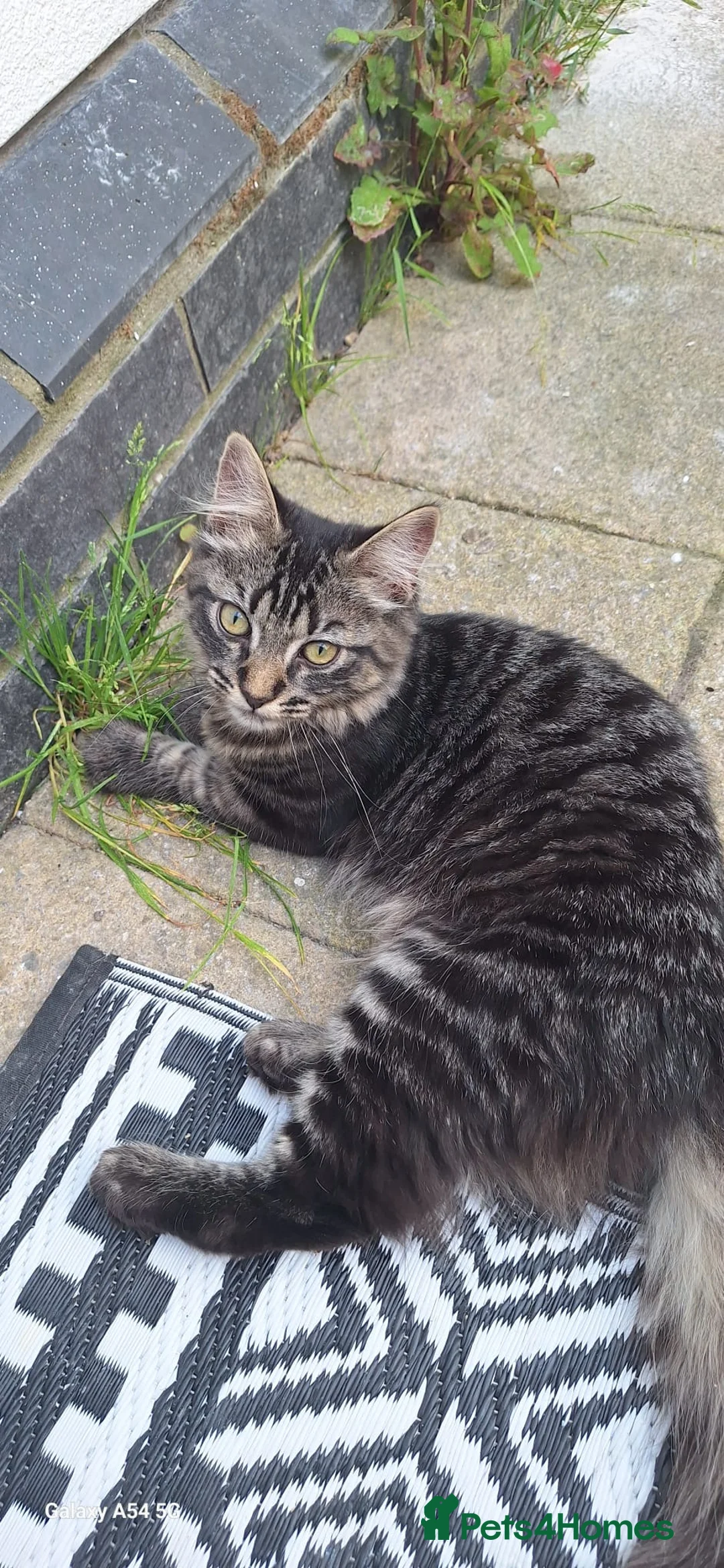 Mixed Breed cats for sale: Beautiful one year old - Advert 1
