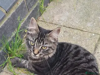 Mixed Breed cats Beautiful one year old - Advert 1