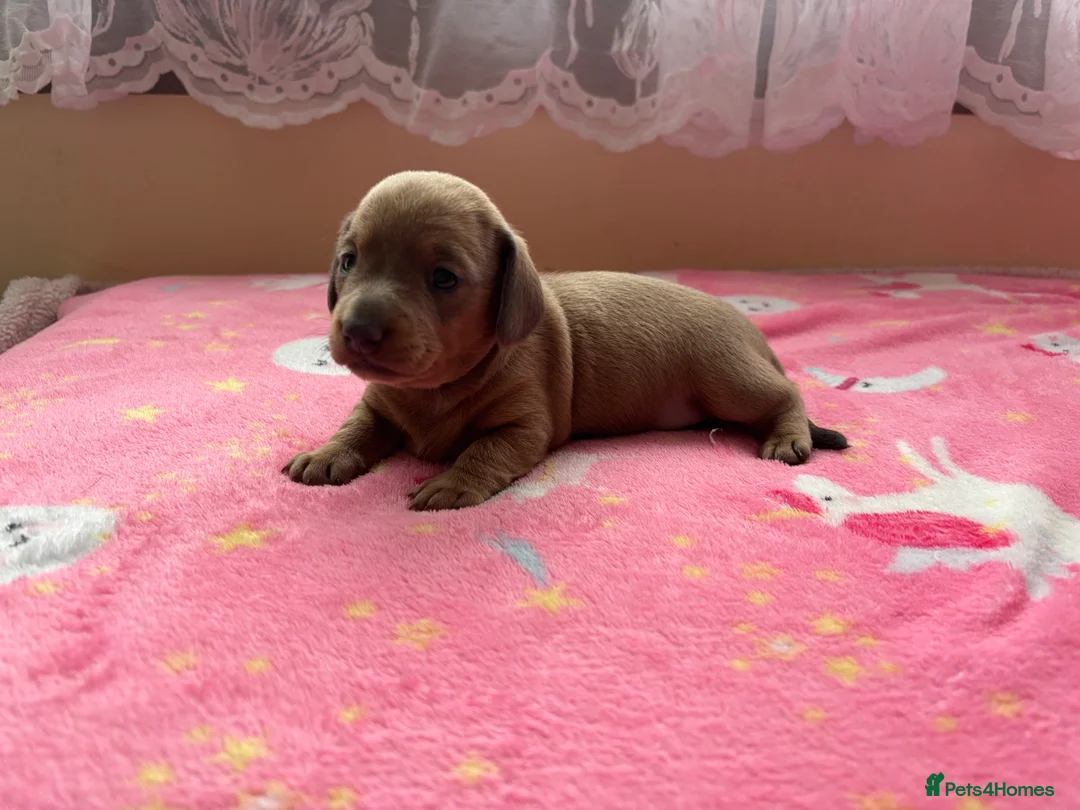 Miniature Dachshund dogs for sale: Miniature dachshund puppies  - Advert 21