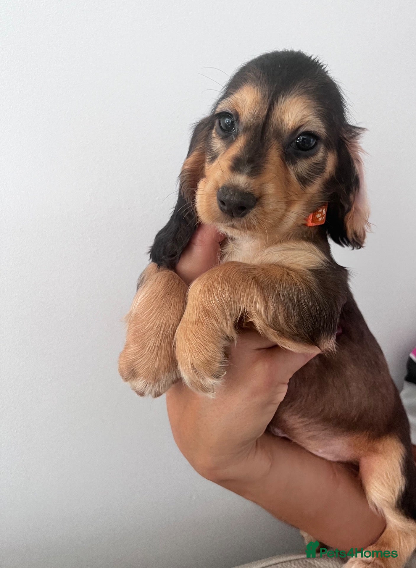 Cocker Spaniel dogs 🐶Stunning Show type cocker spaniels - Advert 2