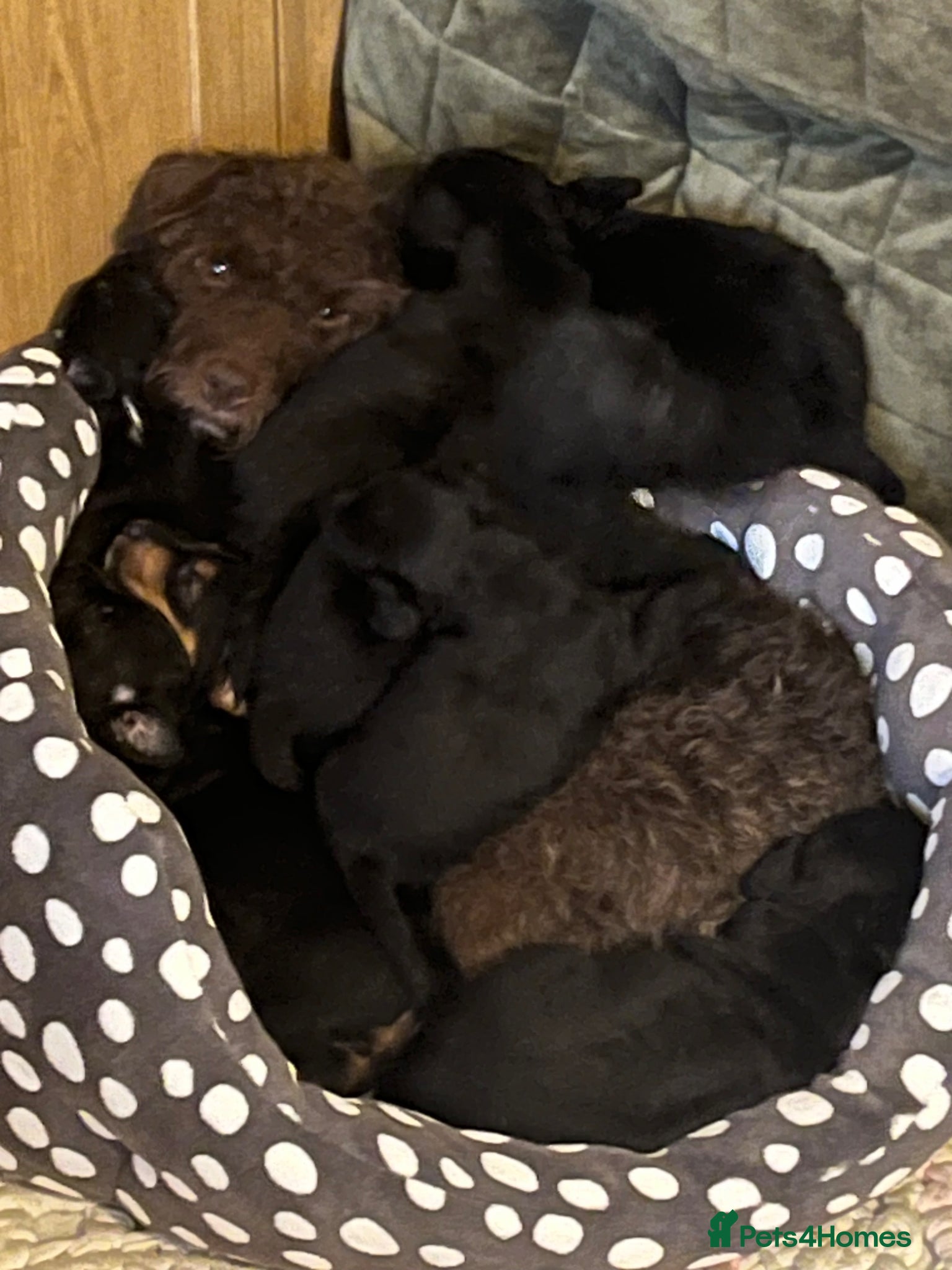 Patterdale Terrier dogs Patterdale terrier  - Advert 2