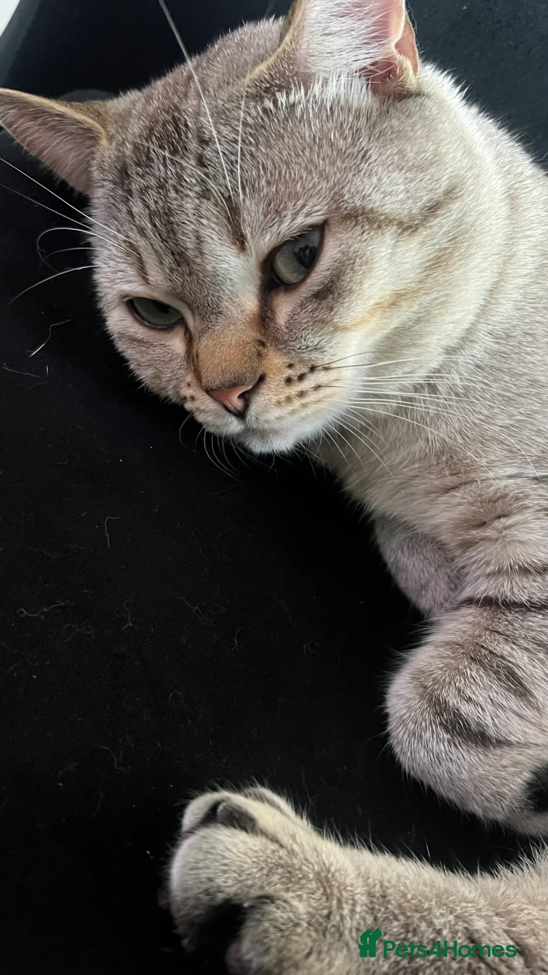 Mixed Breed cats for sale: Mixed British Shorthair and Tabby Male  - Advert 2
