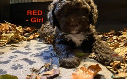 Lagotto Romagnolo dogs for sale: Stunning Litter of Pedigree Lagotto Romagnolo Pups - Image 10