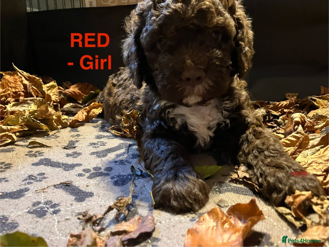 Lagotto Romagnolo dogs for sale: Stunning Litter of Pedigree Lagotto Romagnolo Pups - Image 10