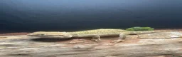 Bearded Dragon reptiles for sale: Bearded dragon  - Advert 4