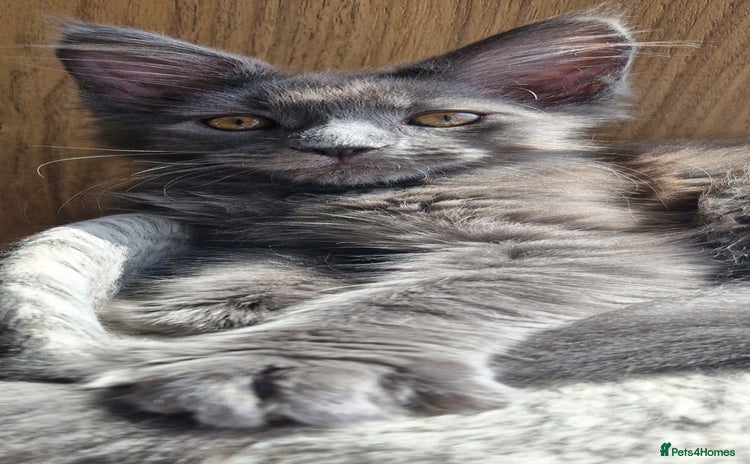 Maine Coon cats - Advert 1