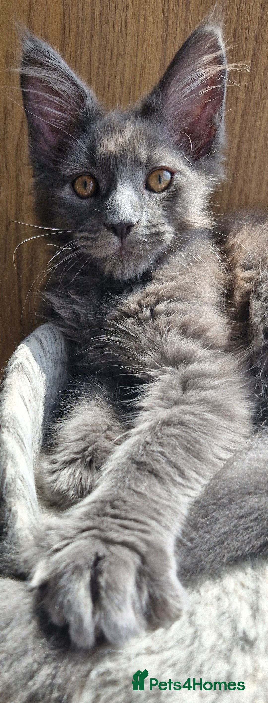 Maine Coon cats for sale: Little adorable kitten looking for new home  - Image 5